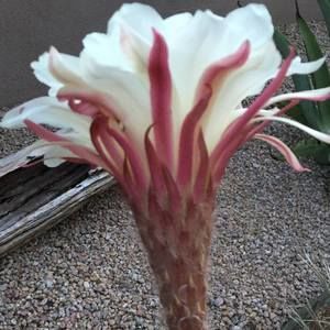 Meet your Posher, Candace